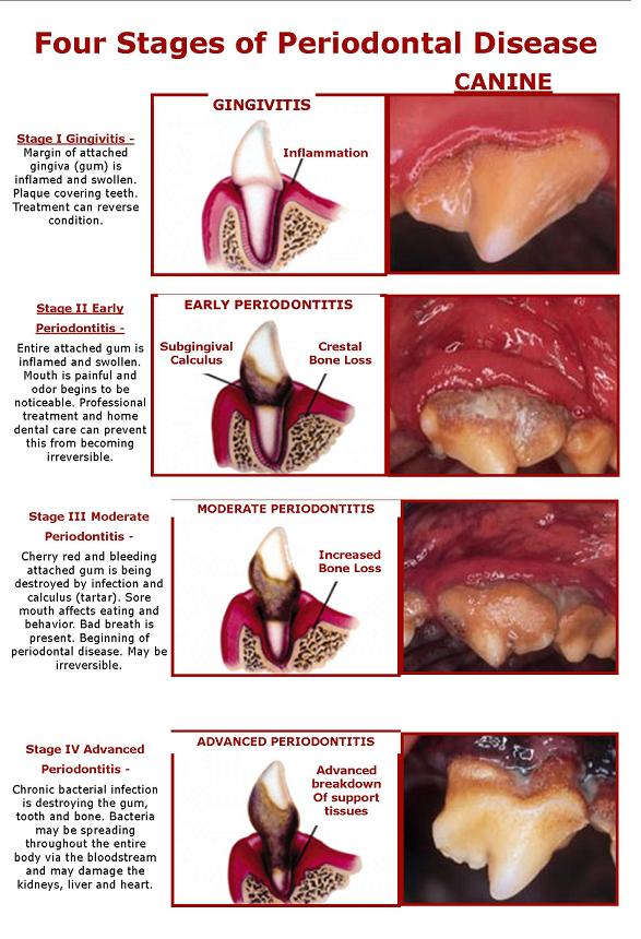 Cat periodontal disease treatment cost sale